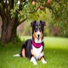 Buddypack Wide, Softly Padded Dog Collar (Pink-Black, M/L) view 4