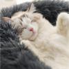 Donut Soft Pet Bed for Indoor and Outdoor Use, Cat and Dog Bed, Warm Self-Warming Calming Cushion view 3