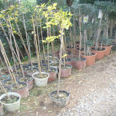 Chinese Jujube (Ziziphus), Chinese Date, Red Date, Azufaifa or Red Breast Berry Tree, approx. 100–130 cm