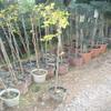 Chinese Jujube (Ziziphus), Chinese Date, Red Date, Azufaifa or Red Breast Berry Tree, approx. 100–130 cm view 1