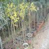 Chinese Jujube (Ziziphus), Chinese Date, Red Date, Azufaifa or Red Breast Berry Tree, approx. 100–130 cm view 2