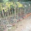 Chinese Jujube (Ziziphus), Chinese Date, Red Date, Azufaifa or Red Breast Berry Tree, approx. 100–130 cm view 3