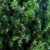 50 g Flora Blossom Juniper Berries | Whole, Dried, Highly Aromatic | Naturally Additive-Free view 4