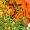 Mixed Dried Vegetable Shrimp Food (20g) view 4