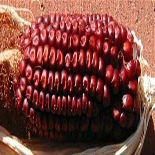 30 Red Corn Seeds “Red Corn”