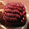 30 Red Corn Seeds “Red Corn” view 1