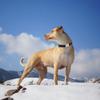 Reflective Nylon Dog Collar for Large Dogs with Soft Neoprene Padding view 4