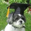 Bemvp Pet Graduation Caps for Dogs view 3