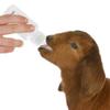 Pet Water Bottle for Puppies and Kittens view 3