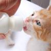 Pet Water Bottle for Puppies and Kittens view 4
