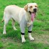 AMONIDA Adjustable Elbow Protector for Dogs, Warm Front-Leg Brace, Winter, XL view 3