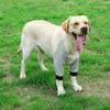 ACSUZ Front Leg Knee Brace for Dogs, Blue, M view 2