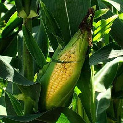 Portal Cool 622A Standard Sweet Corn Seeds, 50 g, 1 Pack