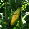 Portal Cool 622A Standard Sweet Corn Seeds, 50 g, 1 Pack view 1