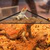 2-Pack Bearded Dragon Hammocks, Breathable Reptile Hammocks for Lizards, Geckos, Snakes and More view 2