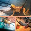 2-Pack Bearded Dragon Hammocks, Breathable Reptile Hammocks for Lizards, Geckos, Snakes and More view 3