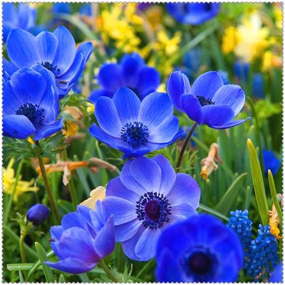Anemone Bulbs, Spring-Blooming Ornamental Shrub Decoration, High Survival Rate—11 Bulbs