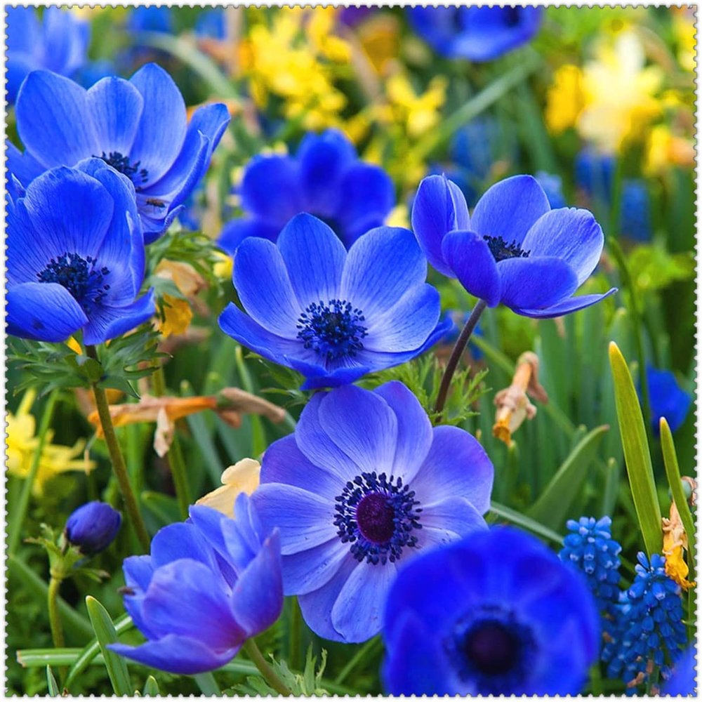 Anemone Bulbs, Spring-Blooming Ornamental Shrub Decoration, High Survival Rate—11 Bulbs