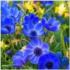 Anemone Bulbs, Spring-Blooming Ornamental Shrub Decoration, High Survival Rate—11 Bulbs view 1