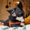 Hurtta Casual Dog Harness ECO (Blue, 60-70cm) view 3