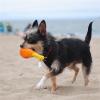 Abonda Dog Toy, 4 Pack, Simulated Chicken Leg view 3
