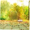 Pine Wood Bird Perches for Pet Birds view 2