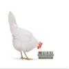 Beeztees Chicken Snack Roller view 1