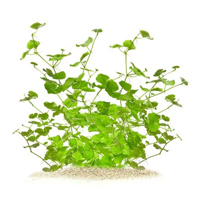 Hydrocotyle leucocephala Brazilian Pennywort In Vitro XL, 8.5 cm Cup