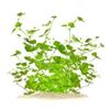 Hydrocotyle leucocephala Brazilian Pennywort In Vitro XL, 8.5 cm Cup view 1