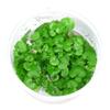 Hydrocotyle leucocephala Brazilian Pennywort In Vitro XL, 8.5 cm Cup view 2
