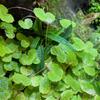 Hydrocotyle leucocephala Brazilian Pennywort In Vitro XL, 8.5 cm Cup view 3