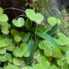 Hydrocotyle leucocephala Brazilian Pennywort In Vitro XL, 8.5 cm Cup view 4