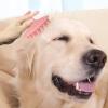 Pet Massage Brush view 3
