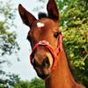 Start ILoveMyMini Foal Halter, Adjustable view 4