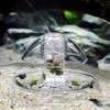 Josenidny 2-Pack Snail Trap for Aquarium view 2