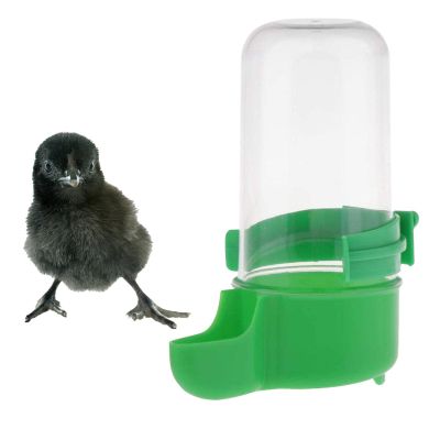 Raxove Automatic Bird Feeder and Water Dispenser