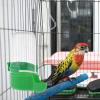 Raxove Automatic Bird Feeder and Water Dispenser view 2