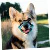 Adjustable Polyester Dog Muzzle with Anti-Bite Function, Green view 2
