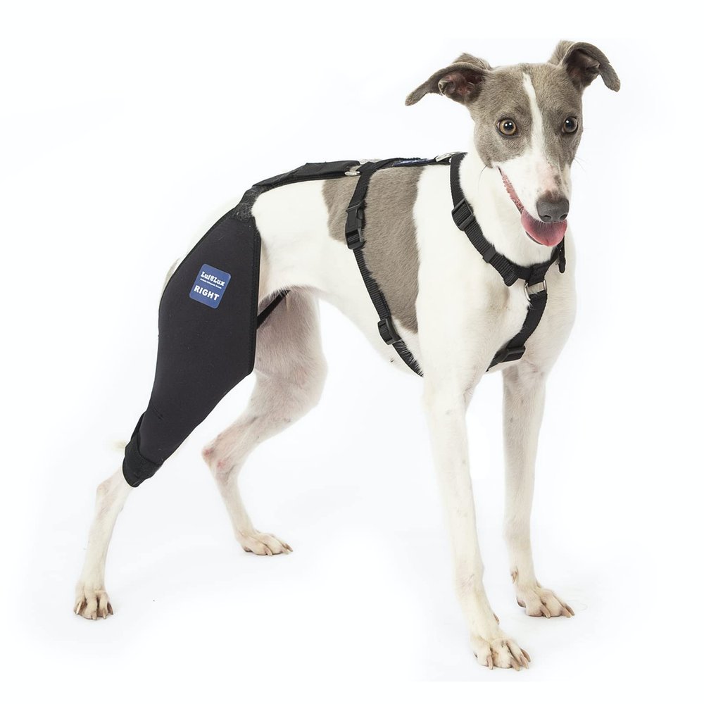 LufeLux Dog Knee Brace with Harness and Connecting Strap, Lightweight and Stretchable, Support for Torn ACL Hind Legs and Luxating Patella, Reduces Arthritis Pain and Inflammation (Medium)