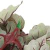 Artificial Rattan Plant for Aquariums view 4
