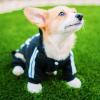 2023 Puppy Costume for French Bulldogs, Chihuahuas and Pugs, Jumpsuit for Small and Medium Dogs, Puppy Outfit, Black, M, 2–3 kg view 3