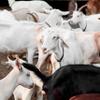 Chevrechard Goat Fresh Cheese Rounds - 480 g view 4