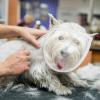Cat Face Shield | Transparent Cat Care Snout with Ventilation - Cotton Face Protection for Pets Comfortable and Adjustable Cover for Jildouf view 3