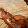 Plush Horse Blanket, Warm and Soft Microfiber view 2