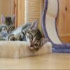 Abio Sisal Rope for Cat Trees 6mm 10m view 2