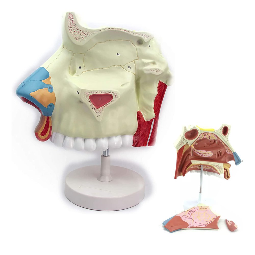 UIGJIOG 3× Enlarged Human Nasal Cavity Anatomical Model, 3-Part ENT Teaching Model