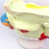 UIGJIOG 3× Enlarged Human Nasal Cavity Anatomical Model, 3-Part ENT Teaching Model view 2