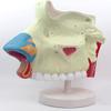 UIGJIOG 3× Enlarged Human Nasal Cavity Anatomical Model, 3-Part ENT Teaching Model view 3