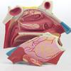 UIGJIOG 3× Enlarged Human Nasal Cavity Anatomical Model, 3-Part ENT Teaching Model view 4