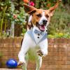 Dog Bandanas - Adjustable Formal Dog Tuxedo view 2